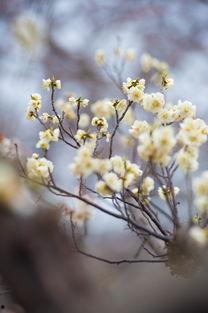 啊春色草在线视频