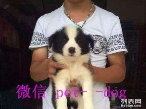 南昌狗狗直播在线视频,狗狗们的欢乐时光