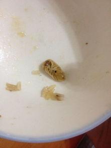 看图识别昆虫在线视频