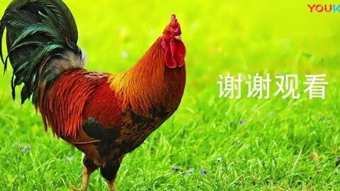公鸡拜年在线视频